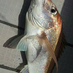 タイラバ遊漁船 ワンピース 釣果