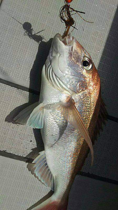 タイラバ遊漁船 ワンピース 釣果