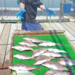 海の釣堀 海恵 釣果
