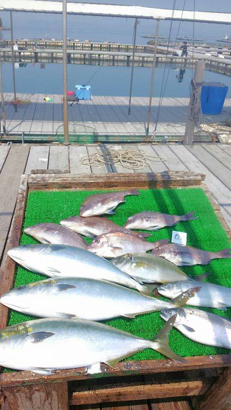 海の釣堀 海恵 釣果