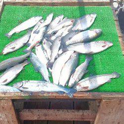 海の釣堀 海恵 釣果