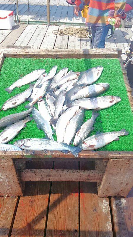 海の釣堀 海恵 釣果