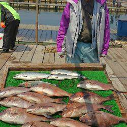 海の釣堀 海恵 釣果