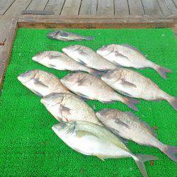 海の釣堀 海恵 釣果