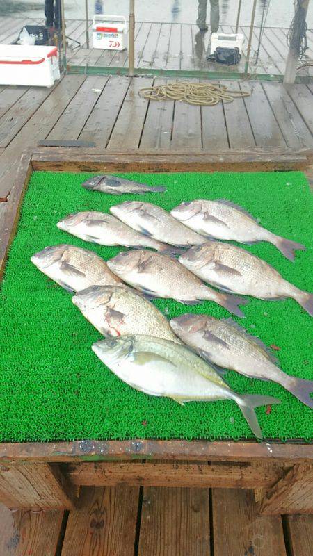 海の釣堀 海恵 釣果