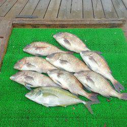 海の釣堀 海恵 釣果