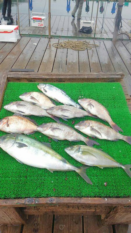 海の釣堀 海恵 釣果