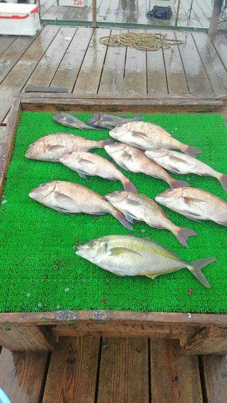 海の釣堀 海恵 釣果