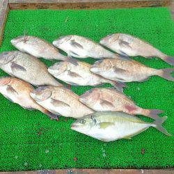 海の釣堀 海恵 釣果