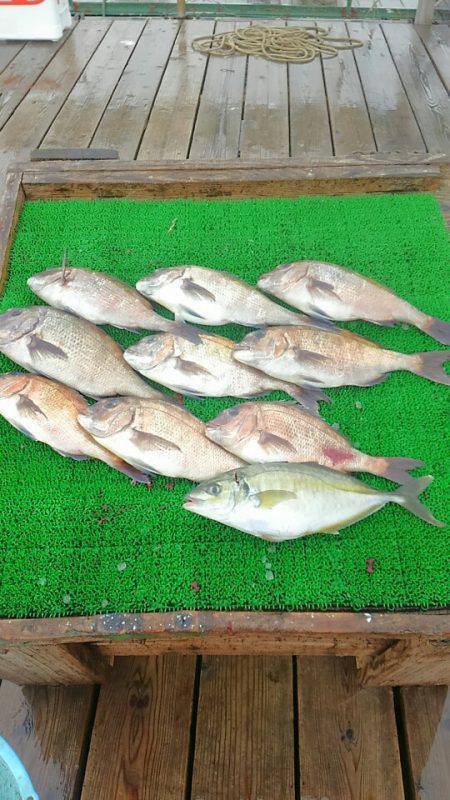 海の釣堀 海恵 釣果