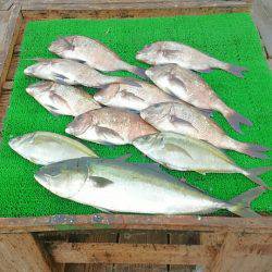 海の釣堀 海恵 釣果