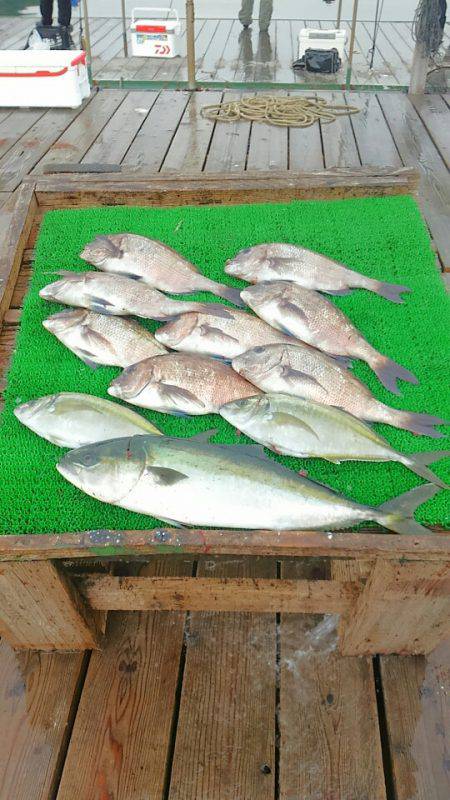 海の釣堀 海恵 釣果