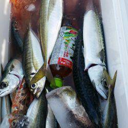 金沢八景鴨下丸 釣果