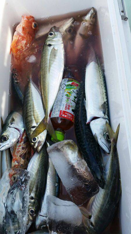 金沢八景鴨下丸 釣果