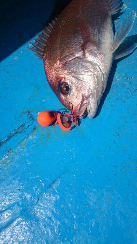 だて丸 釣果