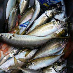 金沢八景鴨下丸 釣果