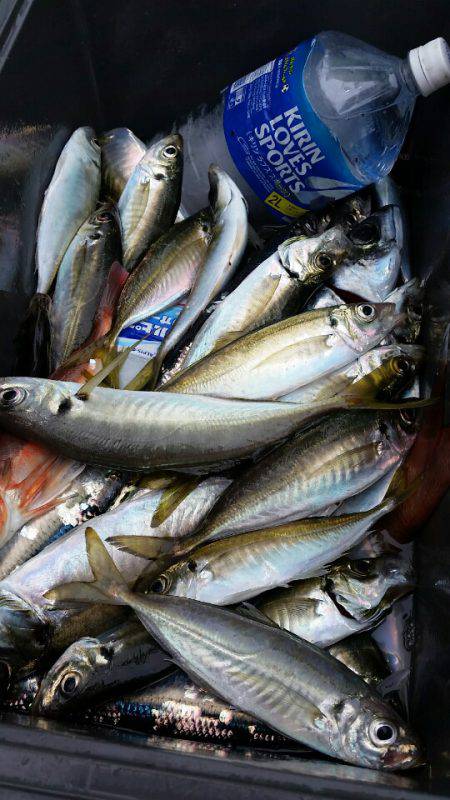 金沢八景鴨下丸 釣果