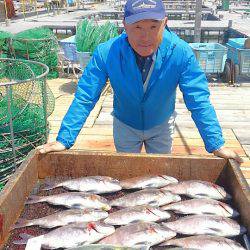 海の釣堀 海恵 釣果