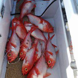 金沢八景鴨下丸 釣果