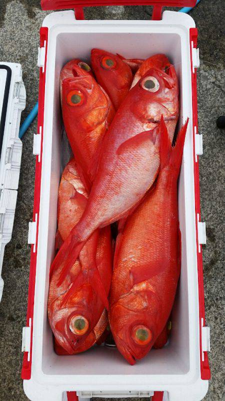 金沢八景鴨下丸 釣果