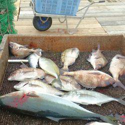 海の釣堀 海恵 釣果