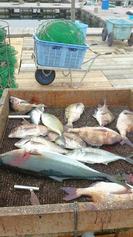 海の釣堀 海恵 釣果