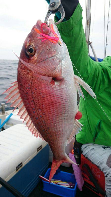 ARCADIAⅡ (アルカディアⅡ) 釣果