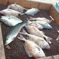 海の釣堀 海恵 釣果