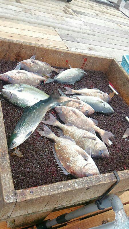 海の釣堀 海恵 釣果