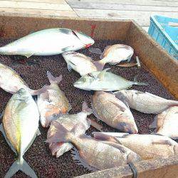 海の釣堀 海恵 釣果
