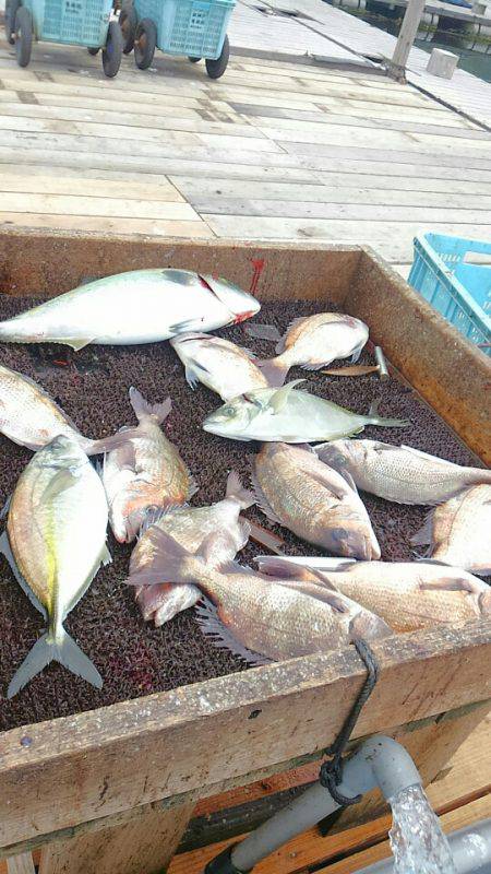 海の釣堀 海恵 釣果