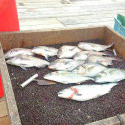 海の釣堀 海恵 釣果