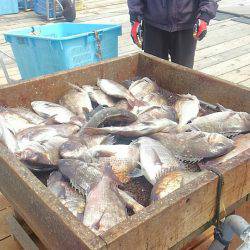 海の釣堀 海恵 釣果