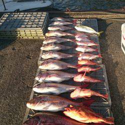 ARCADIAⅡ (アルカディアⅡ) 釣果