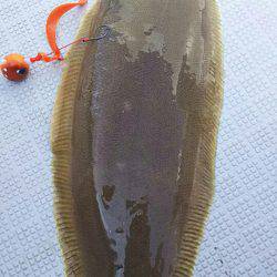 タイラバ遊漁船 ワンピース 釣果