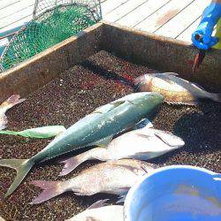 海の釣堀 海恵 釣果