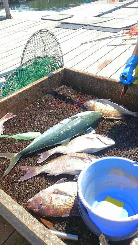 海の釣堀 海恵 釣果