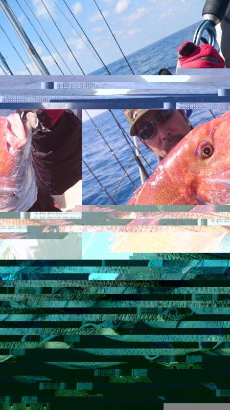 ARCADIAⅡ （アルカディアⅡ） 釣果