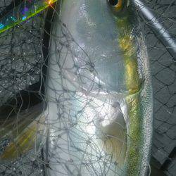 サンマリン 釣果