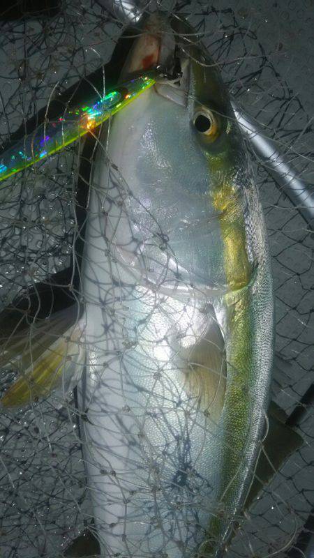 サンマリン 釣果