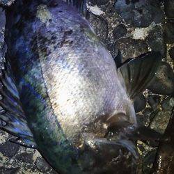 サンマリン 釣果