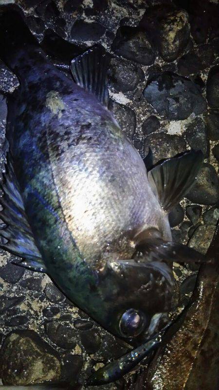 サンマリン 釣果