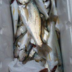 金沢八景鴨下丸 釣果