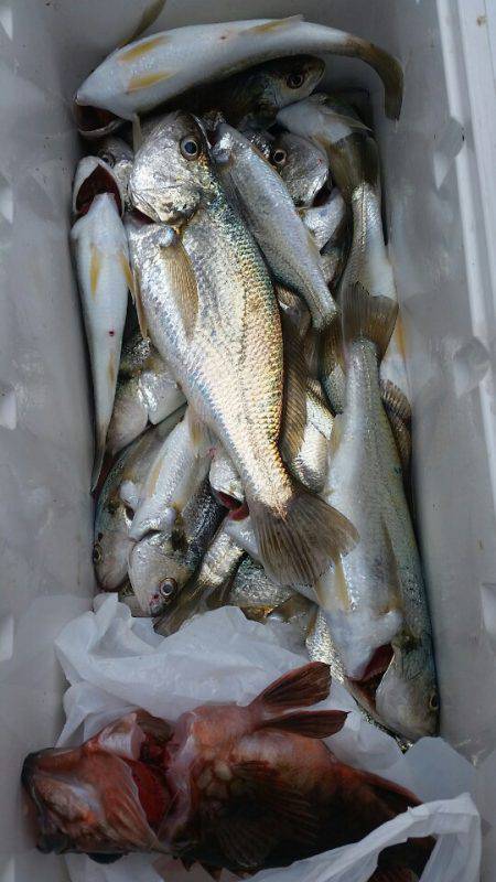 金沢八景鴨下丸 釣果