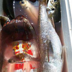 金沢八景鴨下丸 釣果