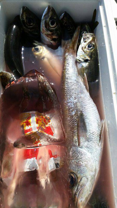 金沢八景鴨下丸 釣果