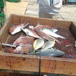 海の釣堀 海恵 釣果