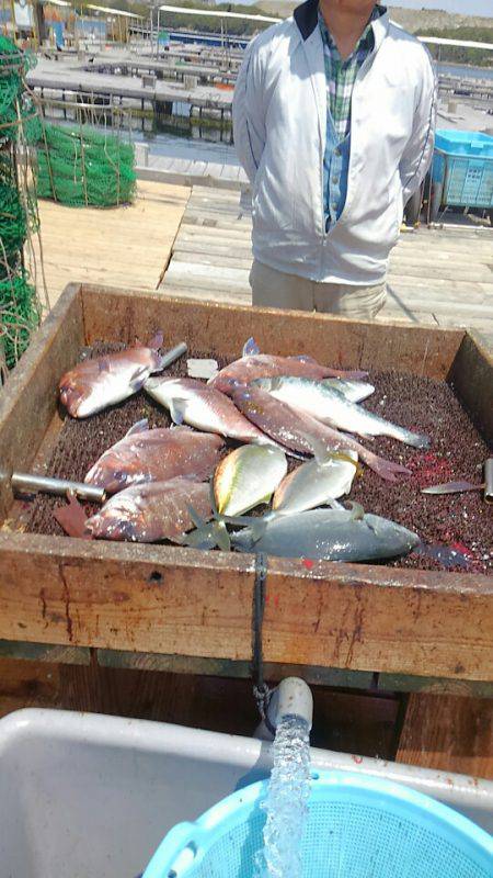 海の釣堀 海恵 釣果