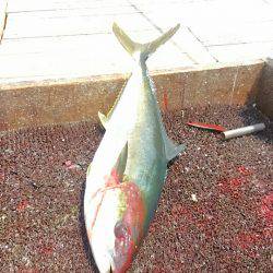 海の釣堀 海恵 釣果