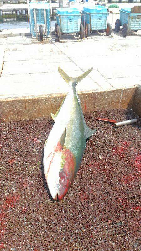 海の釣堀 海恵 釣果